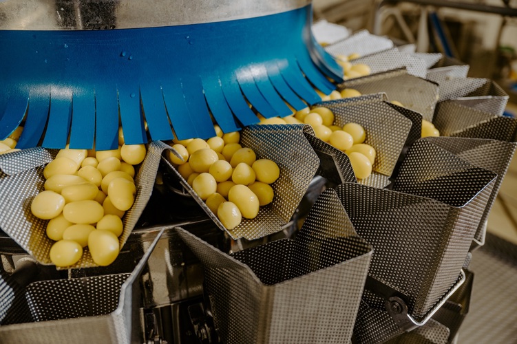 Slovakian processor invests in multihead  weigher’s 20 heads to sort its potatoes
